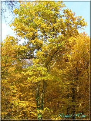 Automne 2011 165.jpg