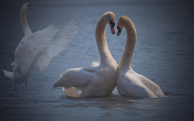 Heart of the Swans