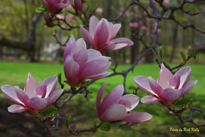 Magnolias