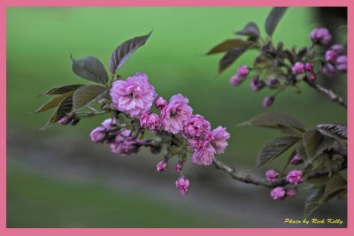 Hurd Park Cherry Blosoms