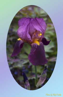 Purple Iris