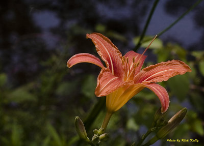 Tiger Lily