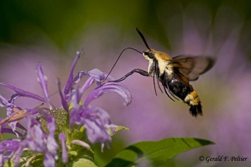 Snowberry Clearwing Moth  2