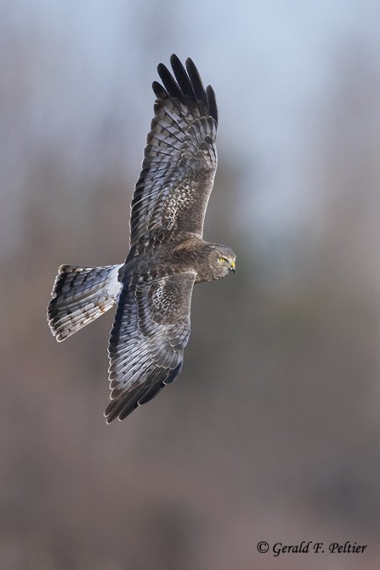   Northern Harrier   46