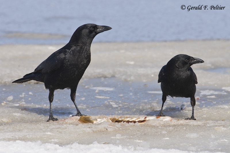  Crow   3
