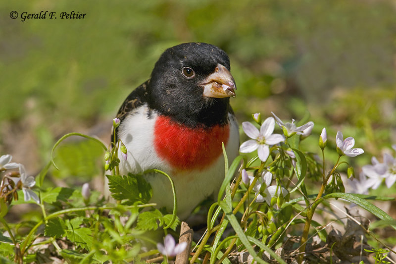   Rose - breasted Grosbeak 