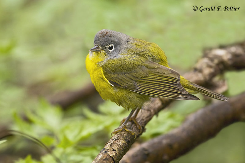 Nashville Warbler 