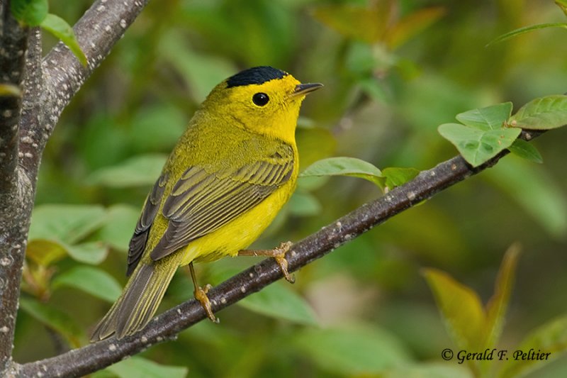 Wilsons Warbler