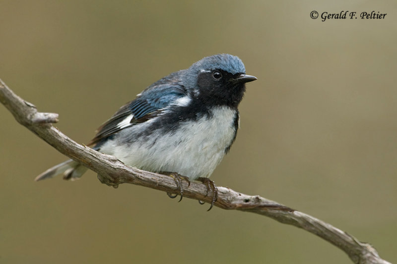 Black - throated Blue Warbler