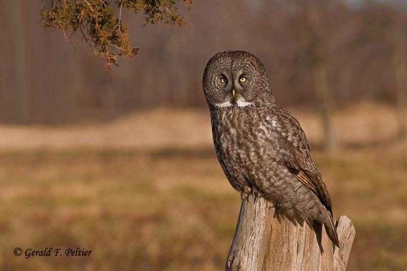 Great Gray Owl