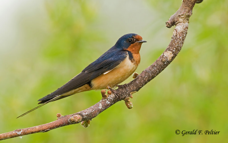 Barn Swallow