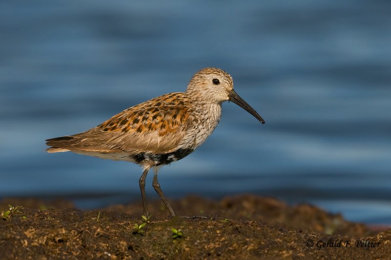 Dunlin