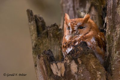 Eastern Screech Owl 2