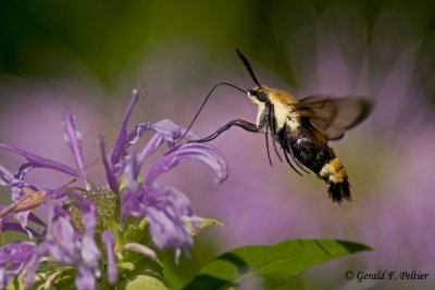 Snowberry Clearwing Moth  2