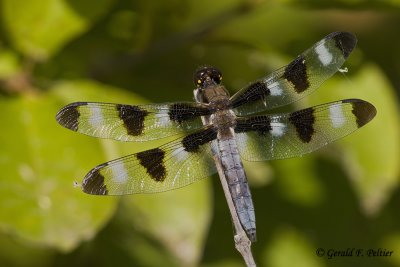  Common Whitetail Dragonfly 
