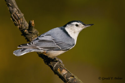   White - breasted Nuthatch   4
