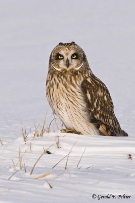   Short - eared Owl   18