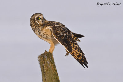   Short - eared Owl   20