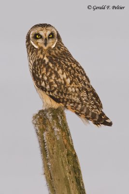   Short - eared Owl   22