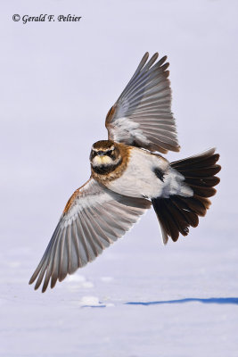   Horned Lark   4