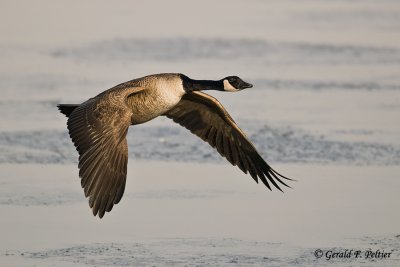    Canada Goose   9