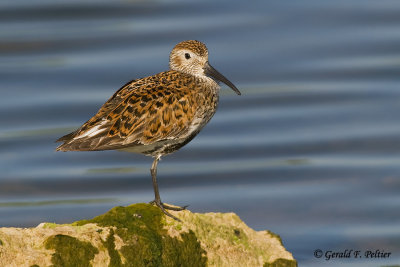 Dunlin