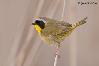   Common Yellowthroat   5