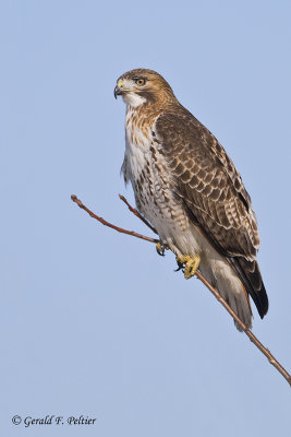   Red - tailed Hawk  15