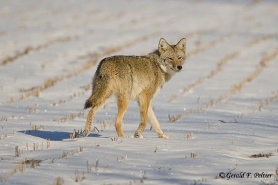   Coyote   2