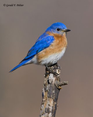   Eastern Bluebird   18