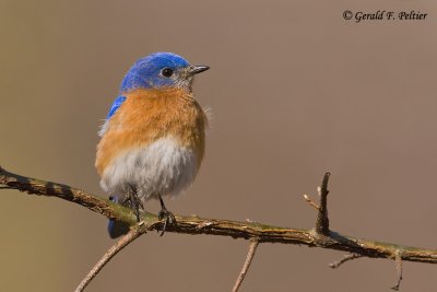   Eastern Bluebird   19