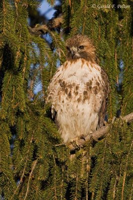   Red - tailed Hawk  16