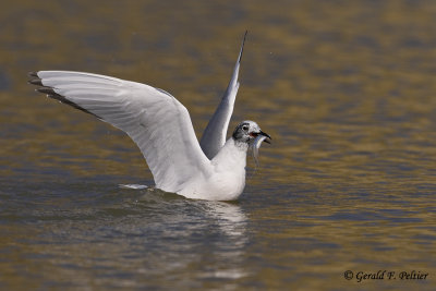 Bonaparte's Gull 3