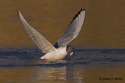 Bonaparte's Gull 4