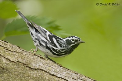   Black - and - white Warbler