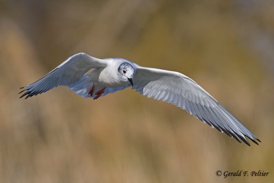 Bonaparte's Gull 5