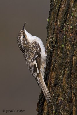 Brown Creeper  2