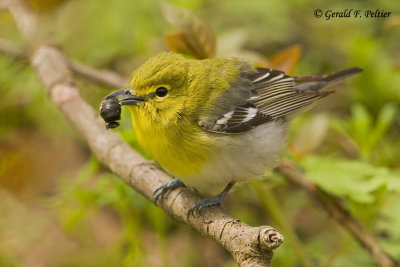   Yellow - throated Vireo  