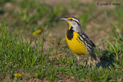 Eastern Meadowlark