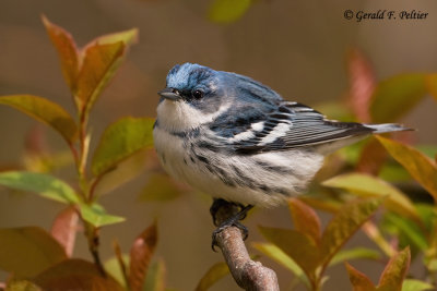 Cerulean Warbler   1