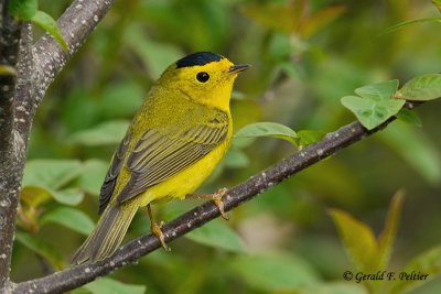 Wilson's Warbler