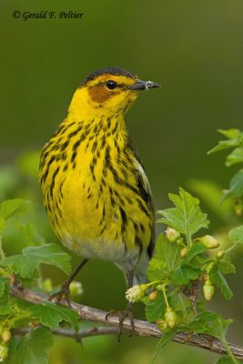 Cape May Warbler