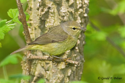 Orange - crowned Warbler