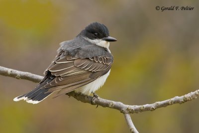 Eastern Kingbird