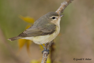 Warbling Vireo