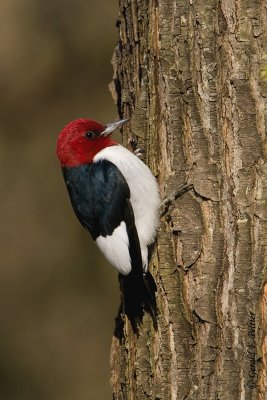 Red - headed Woodpecker  3 