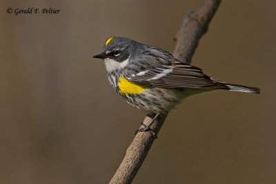 Yellow - rumped Warbler