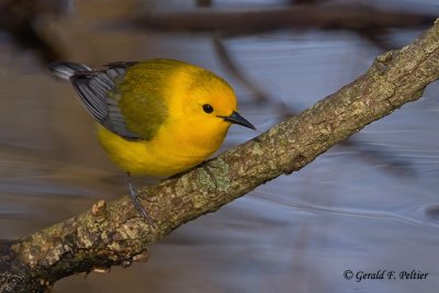 Prothonotary Warbler  7