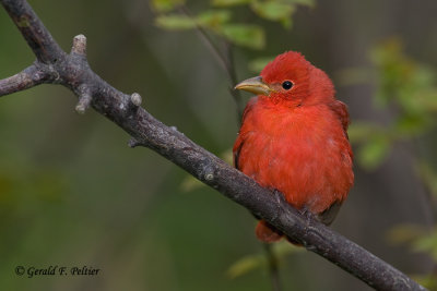 Summer Tanager