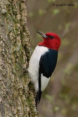 Red - headed Woodpecker   4